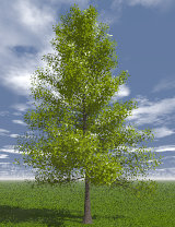 Tree_10