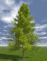 Tree_10