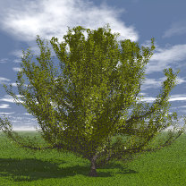 Tree_10