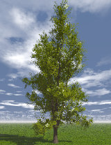 Tree_10