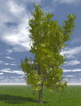 Tree_10