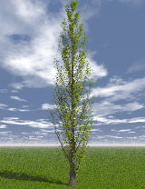 Tree_10