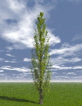 Tree_10