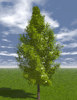 Tree_10