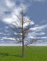 Tree_00