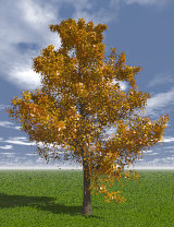 Tree_00