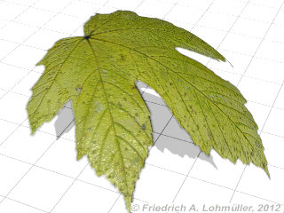Example Acer Leaf